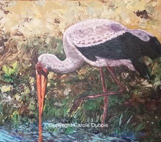 Cigogne Namibien chassant - Namibian Stork Feeding