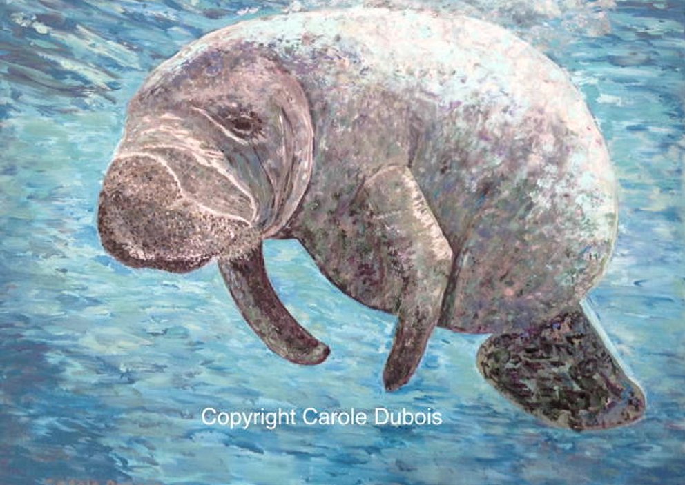 Gallery: Animaux - Animals
